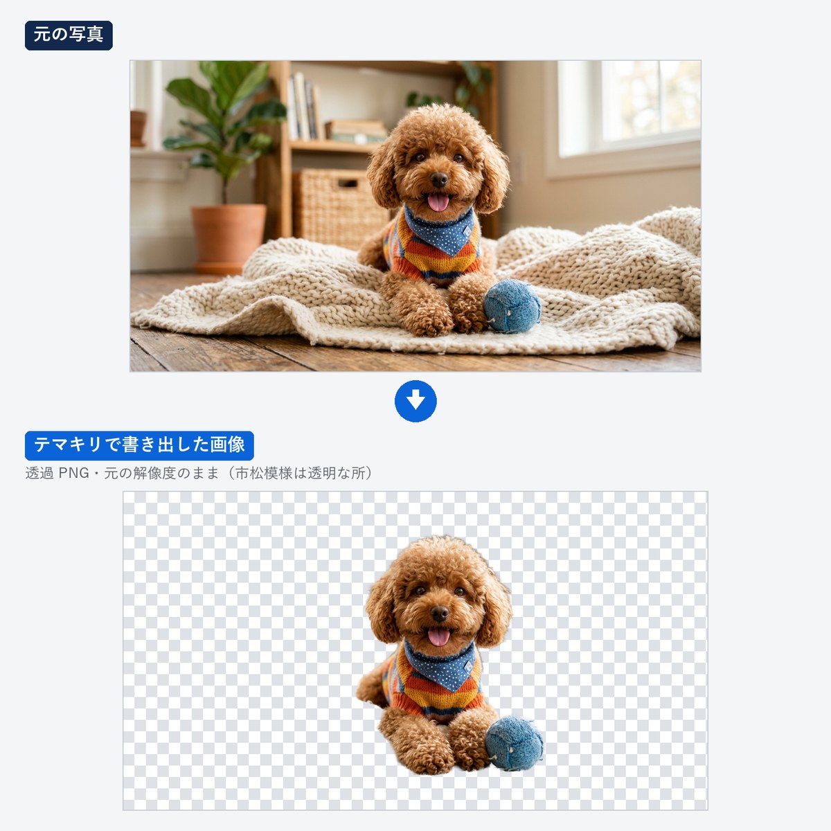テマキリの切り抜きの見本: 部屋のトイプードルの写真から、犬を切り抜いた透過 PNG